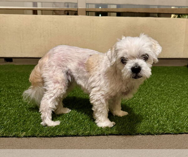 Medium Photo #5 Maltese-Unknown Mix Puppy For Sale in Newport Beach, CA, USA