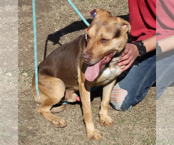 Medium Photo #1 Labrottie Puppy For Sale in Bandera, TX, USA