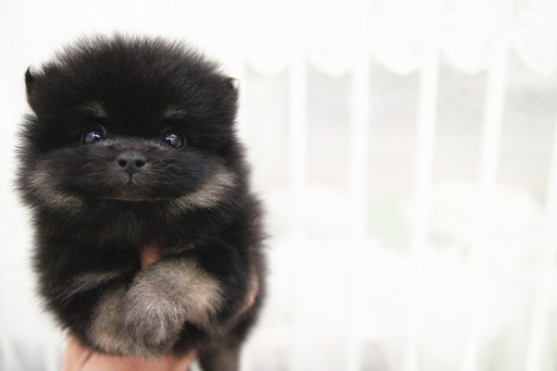 Medium Photo #1 Pomeranian Puppy For Sale in SAN JOSE, CA, USA