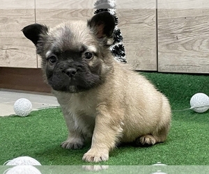 French Bulldog Puppy for sale in NEW YORK, NY, USA