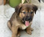Small #2 Labrador Retriever Mix