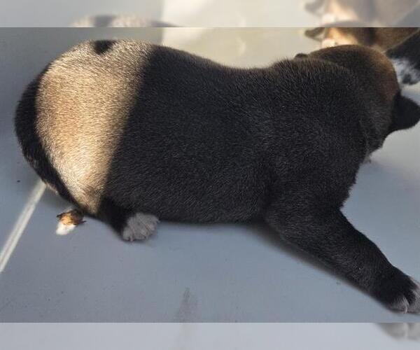 Medium Photo #1 Catahoula Leopard Dog-Unknown Mix Puppy For Sale in Houston, TX, USA