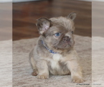 Small #2 French Bulldog