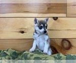 Small #2 Alaskan Klee Kai-Pomeranian Mix