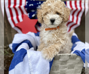 ShihPoo Puppy for Sale in SALEM, Oregon USA