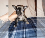 Small Photo #1 French Bulldog Puppy For Sale in LAMAR, MS, USA