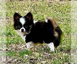 Small Photo #7 Chihuahua Puppy For Sale in AIKEN, SC, USA