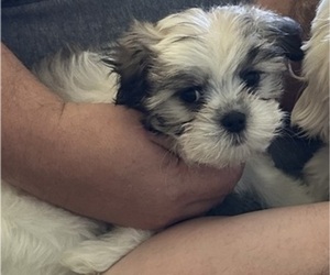 Mal-Shi Puppy for Sale in ROGERS, Minnesota USA