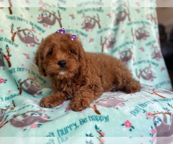 Medium Photo #13 Cavapoo Puppy For Sale in LAKELAND, FL, USA