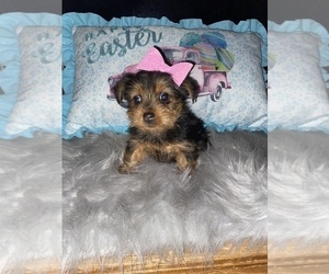 Yorkshire Terrier Puppy for sale in BEECH GROVE, IN, USA