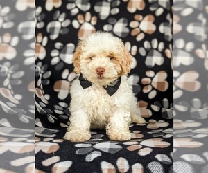 Shih-Poo Puppy for sale in LINCOLN UNIV, PA, USA