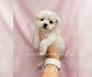 Maltese Puppy for sale in WINNSBORO, LA, USA