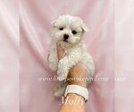 Image preview for Ad Listing. Nickname: Molly
