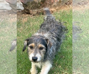 Mutt Dogs for adoption in Wakefield, RI, USA