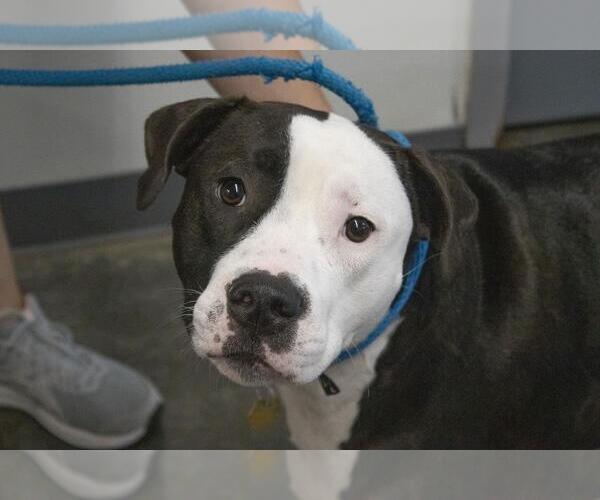 Medium Photo #3  Puppy For Sale in , 