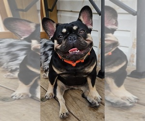 Mother of the French Bulldog puppies born on 12/20/2025