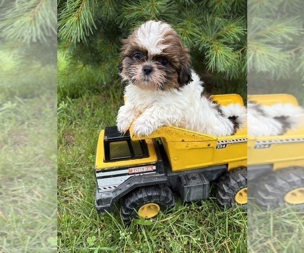 Medium Photo #2 Shih Tzu Puppy For Sale in MIDDLEBURY, IN, USA