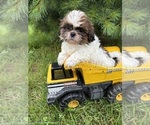 Small #1 Shih Tzu