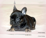Small #7 French Bulldog