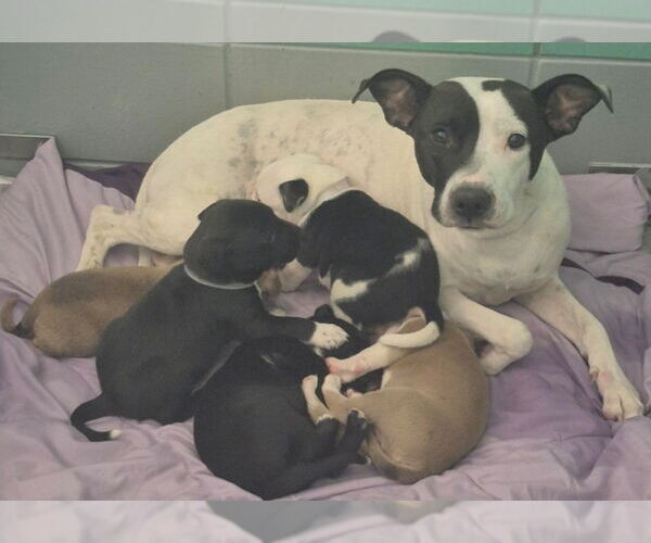 Medium Photo #3 Lab-Pointer Puppy For Sale in Lakewood, CO, USA