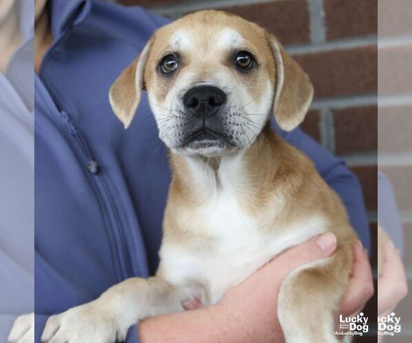 Medium Photo #1 Mutt Puppy For Sale in Washington, DC, USA