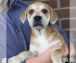 Murphy - Male Mutt Dog for Adoption - Small photo