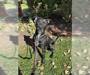 Labrador Retriever-Unknown Mix Dogs for adoption in Vaughan, Ontario, Canada