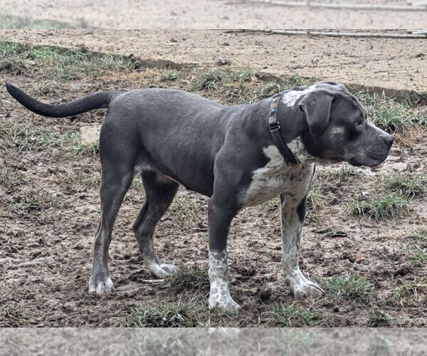 Medium Photo #6 American Pit Bull Terrier-Unknown Mix Puppy For Sale in Munford, TN, USA