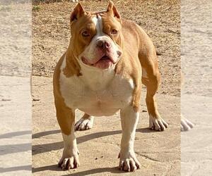 Mother of the American Bully puppies born on 05/07/2021