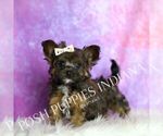 Small Photo #121 Yorkipoo Puppy For Sale in WARSAW, IN, USA