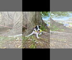 Small #6 Jack Russell Terrier Mix