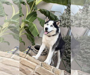Odin - Male Alaskan Malamute-Unknown Mix Dog for Adoption - Photo #2