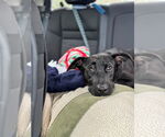 Small #1 Labrador Retriever Mix