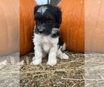 Oreo - Female Bernedoodle (Miniature) Puppy for Sale - Photo #7