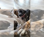 Small #2 Cane Corso