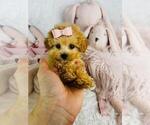 Small #20 Poodle (Toy)