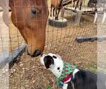 Small #18 American Pit Bull Terrier Mix