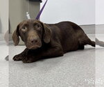 Small #1 Labrador Retriever Mix