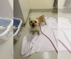 Chihuahua Dogs for adoption in Fremont, CA, USA