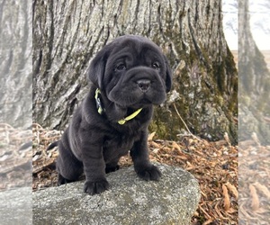 Cocker-Pei Puppy for sale in MIDDLEBURY, IN, USA