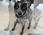 Small Texas Heeler