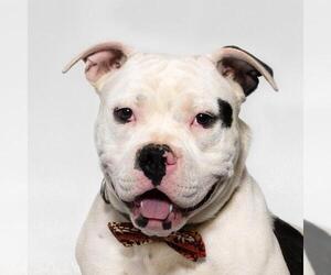 American Bulldog Dogs for adoption in Santa Maria, CA, USA