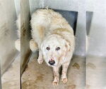 Small Great Pyrenees