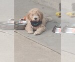 Small #2 Goldendoodle-Poodle (Miniature) Mix