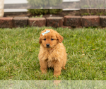 Small Photo #1 Goldendoodle (Miniature) Puppy For Sale in TOPEKA, IN, USA