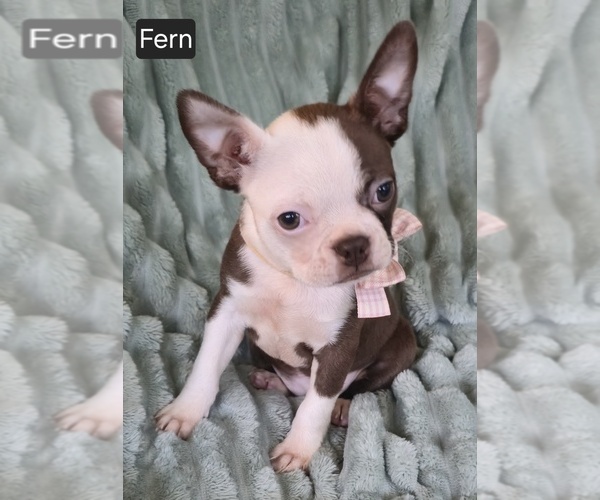 Medium Photo #2 Boston Terrier Puppy For Sale in MINERAL WELLS, WV, USA