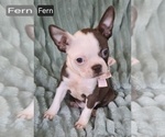 Small #1 Boston Terrier