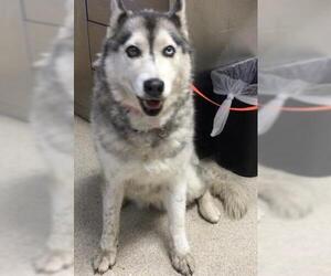 Siberian Husky Dogs for adoption in Riverside, CA, USA