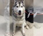 Small Siberian Husky