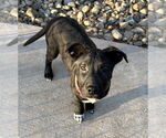 Small #2 Labrador Retriever Mix